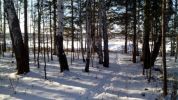 Предлагаем земельные участки с лесом (5 фотографий)