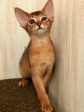 Абиссинские котята современного типа (5 фотографий)